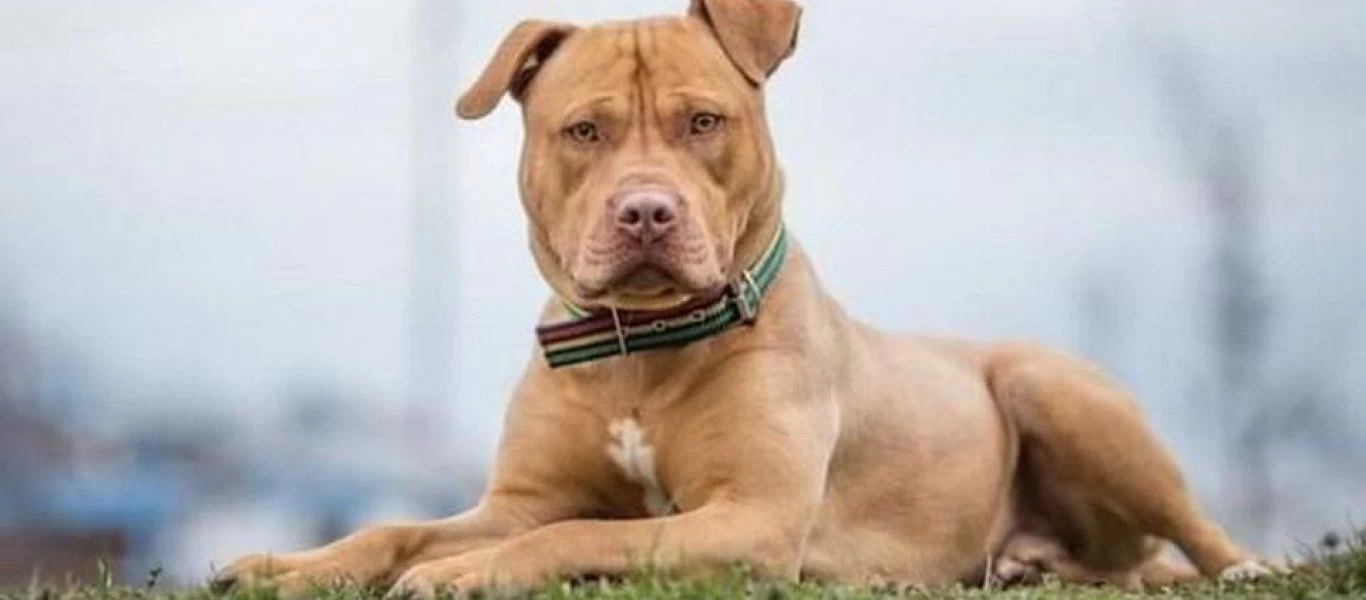 Κιλκίς: Συνελήφθη άνδρας που πυροβόλησε & σκότωσε σκύλο